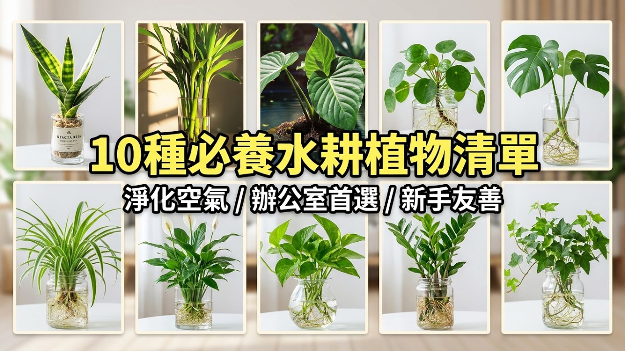 桌上小瓶景必養的10種水耕植物