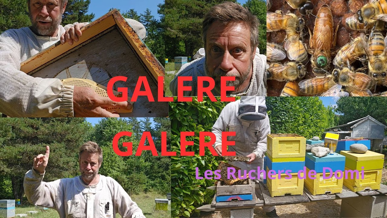 Saison 4 Épisode 20. 18/08/2025. Des chasses abeilles et des reines.