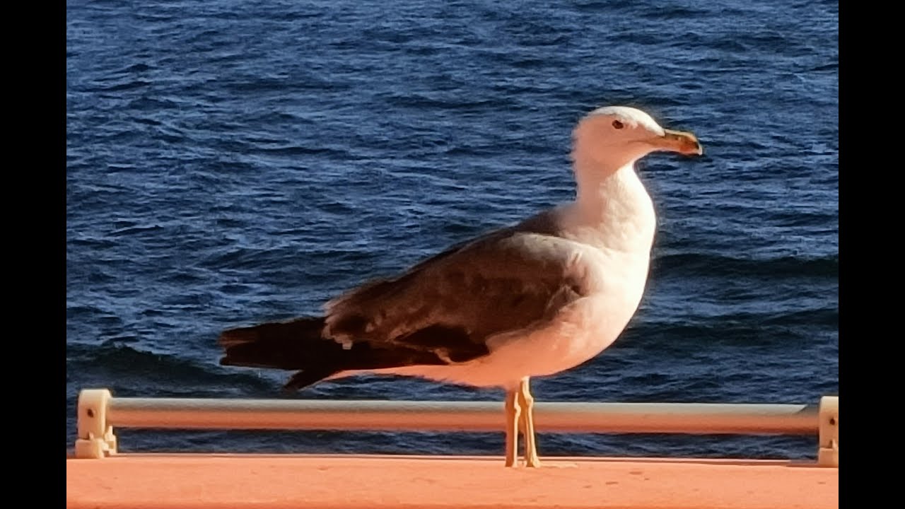 msc bellissima 2022 1