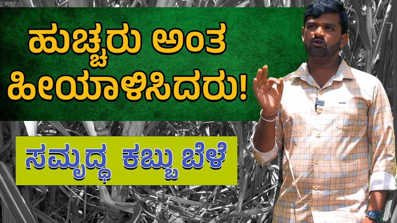 ಸಮೃದ್ಧಿ ಭೂಮಿಯಿಂದ ಸಮೃದ್ಧಿ ಕಬ್ಬಿನ ಬೆಳೆ