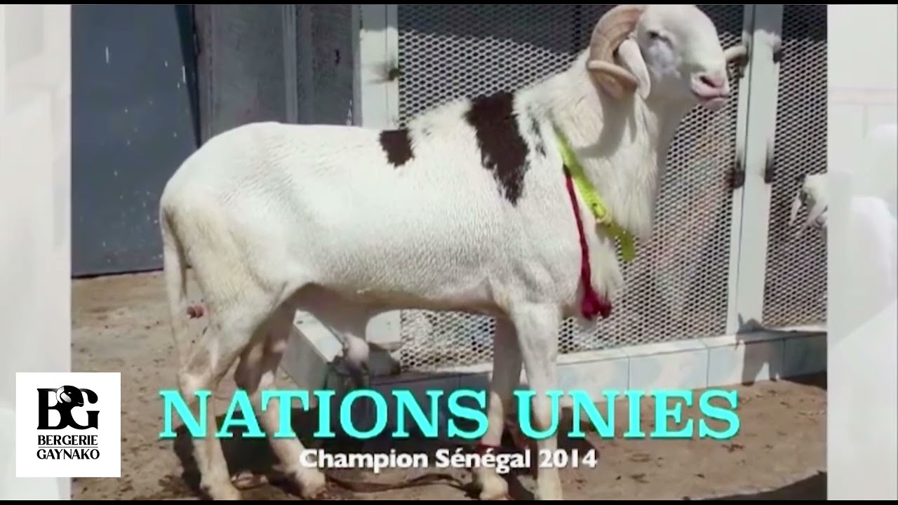 Les Champions Mouton Ladoum Salon Adam 2010 &agrave; 2023 #elevage #ladoum #mouton #BergerieGaynako #race
