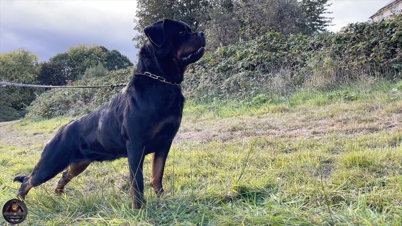 Wild Fruits Picking With Our Rottweiler