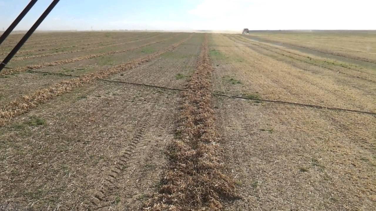 Harvesting great northern dry beans 2013