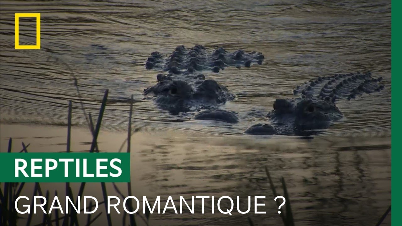 Comment les alligators se séduisent-ils ?