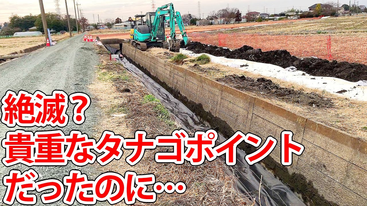 え、貴重なタナゴポイントだったのに…【埼玉県タナゴ探し】【小物釣り】