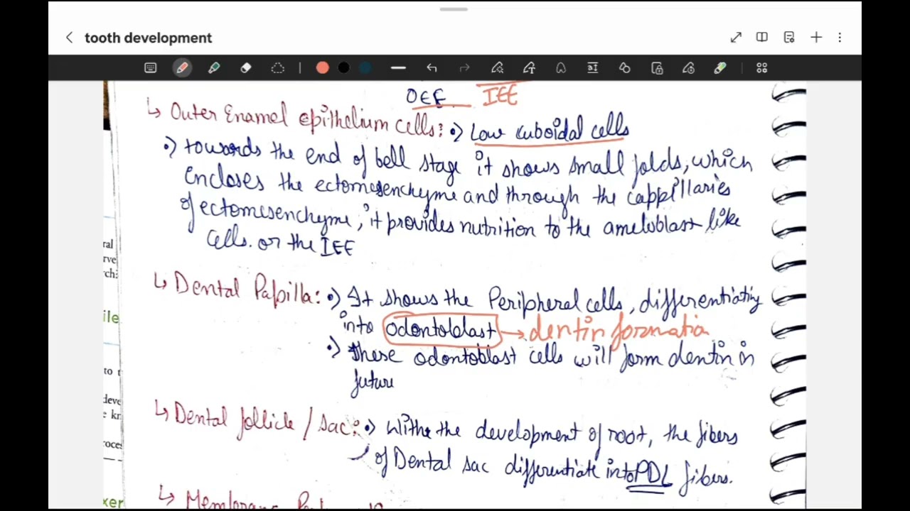 Tooth development lecture 2 / dental histology / BDS 1st year 