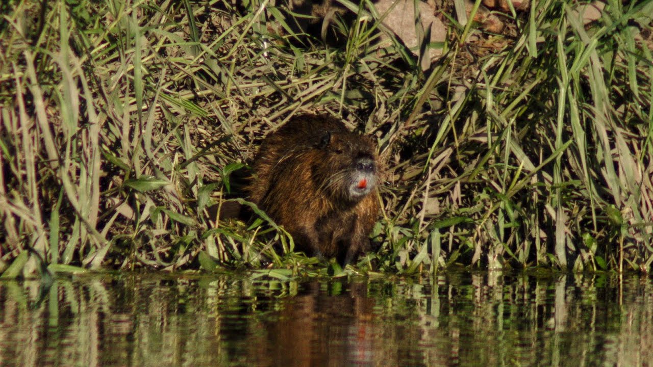 Coipo - Myocastor coypus. Villa Mercedes San Luis 