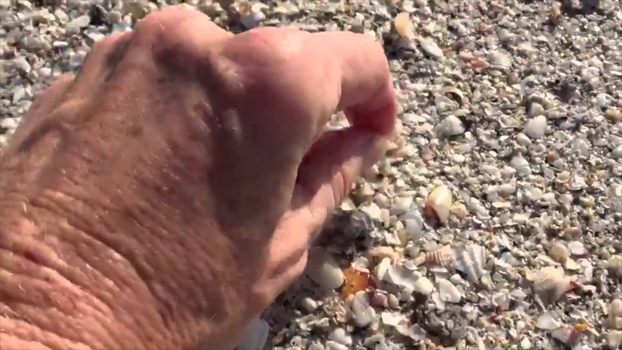 Bubble shells At Gulfside City Beach Sanibel