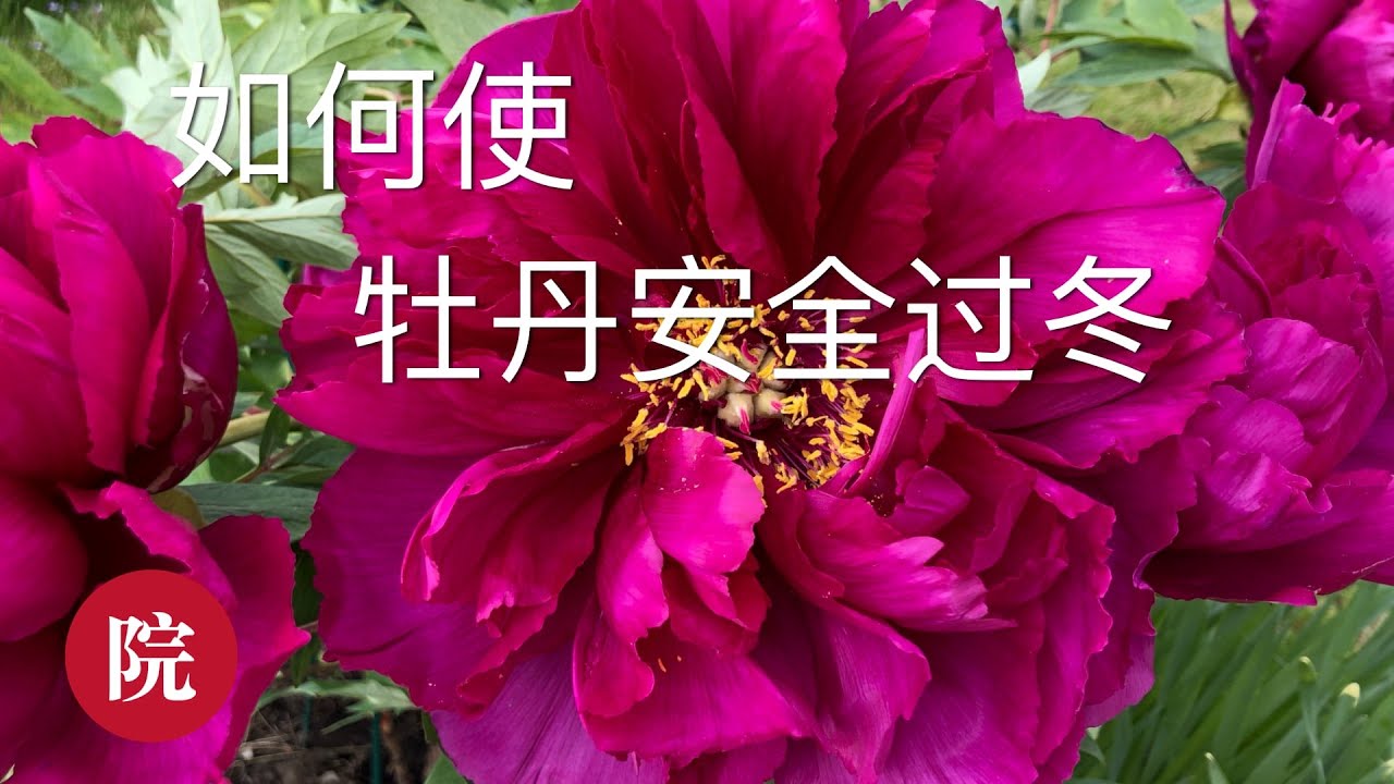 【彬彬有院】种•秋季庭院维护之四------牡丹如何安全过冬
