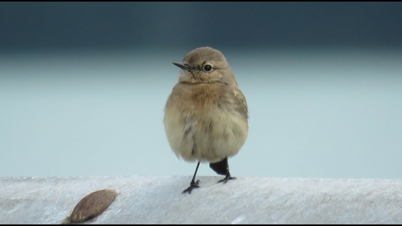 Female Desert Wheatear - Oenanthe deserti - Woestijntapuit / Zeebrugge - Belgium / 9-10-2017