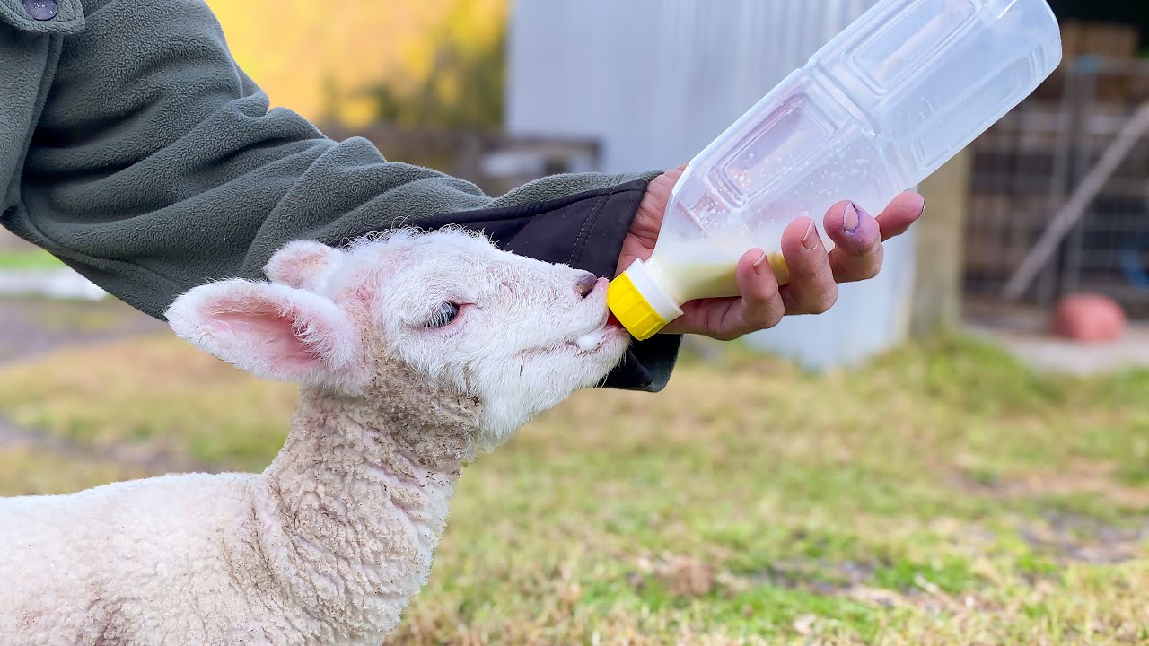 Lambing at Michelle & Rays Farm
