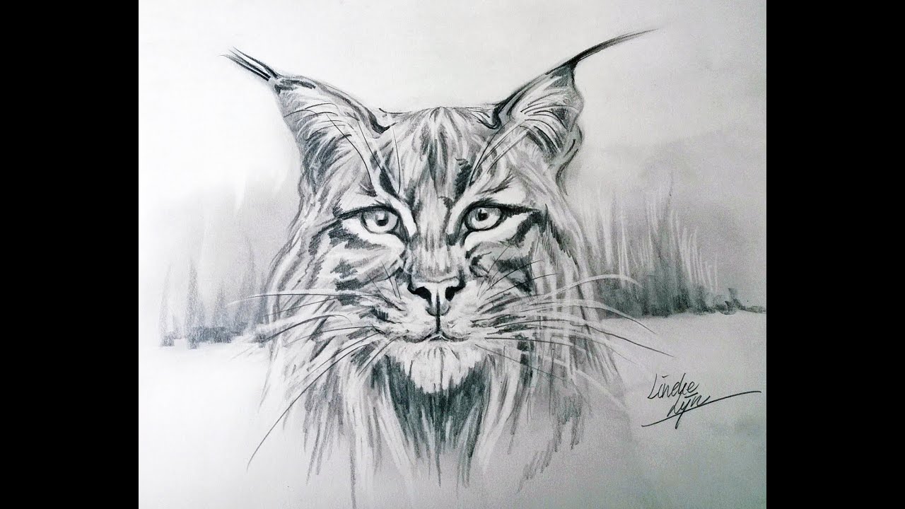 Hoe teken je een Lynx / dieren tekenen / #37