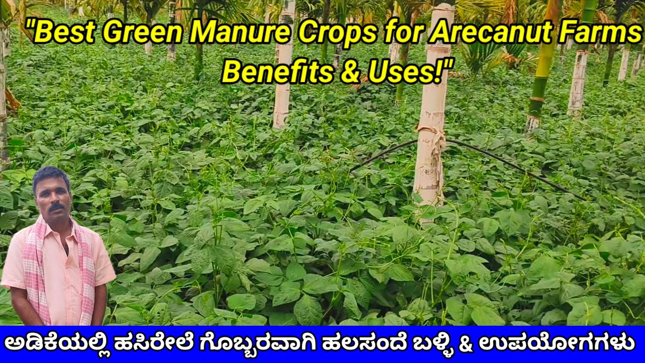 ಆಡಿಕೆ ತೋಟಕ್ಕೆ ಹಸಿರೇಲೆ ಗೊಬ್ಬರದ ಮಹತ್ವ ಮತ್ತು ಬೇಸಿಗೆಯ ನೆರಳು ಪ್ರಯೋಜನಗಳು! Arecanut Farm: Green Manure.