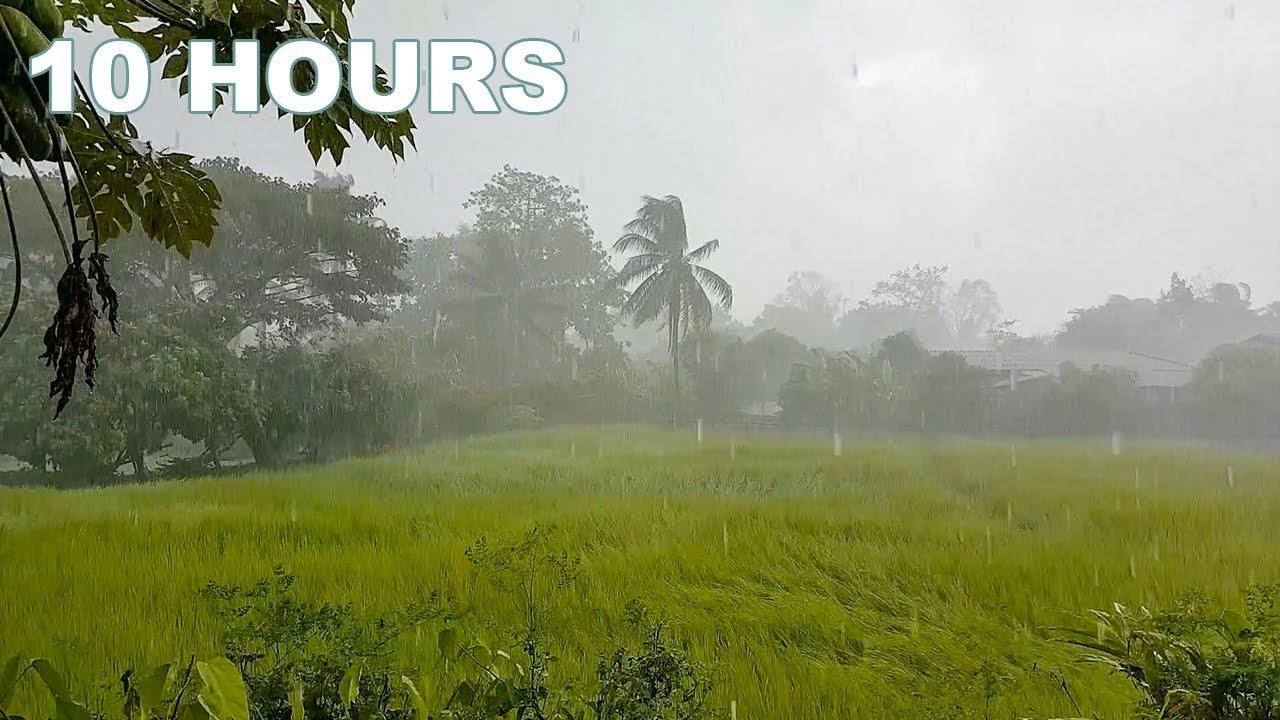 Heavy Rain Sounds 🌧 in Rice Field for Sleeping. Ultimate ASRM White-Noise, Study Noise