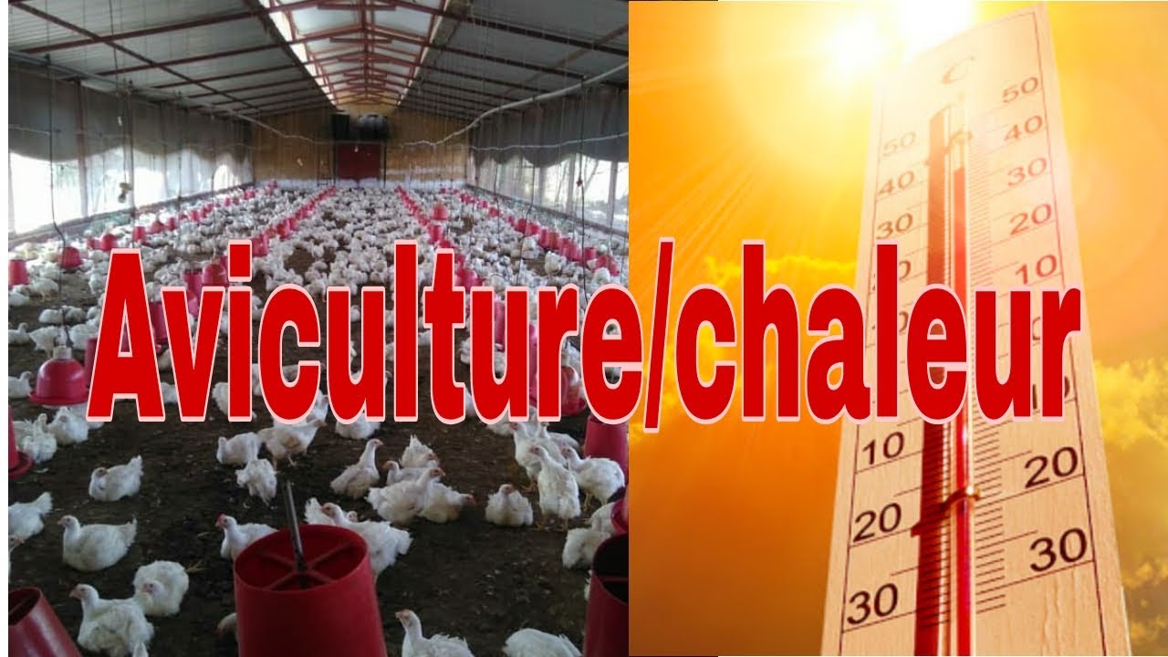 COMMENT ÉLEVER DES POULES/ POULETS PENDANT LA CHALEUR? VetoWebSn / Hawa Conseils Elevage