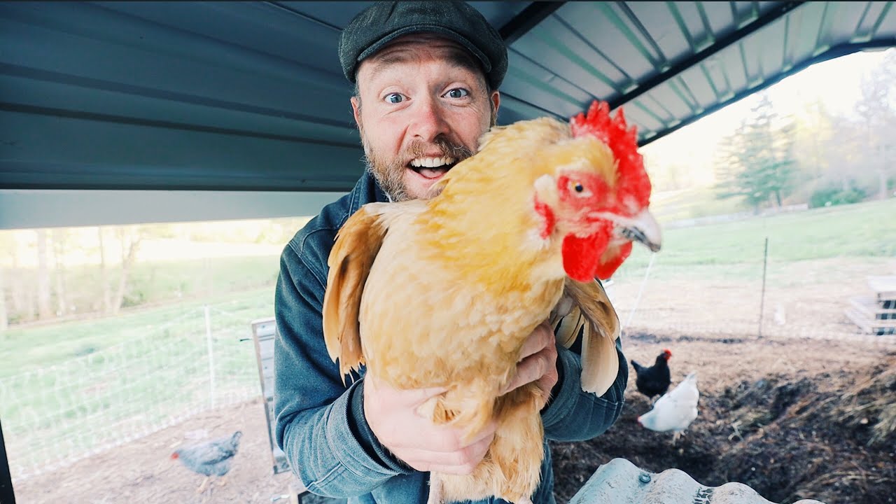 Chickens Eating Their Eggs (Before I Can) FIXED!