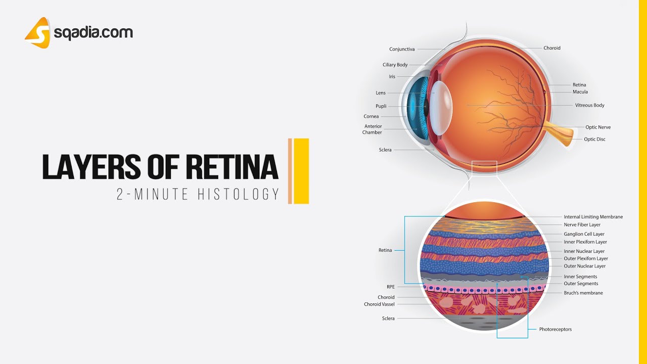 Layers of Retina | Histology Anatomy Video | Online Education | V-Learning&trade;