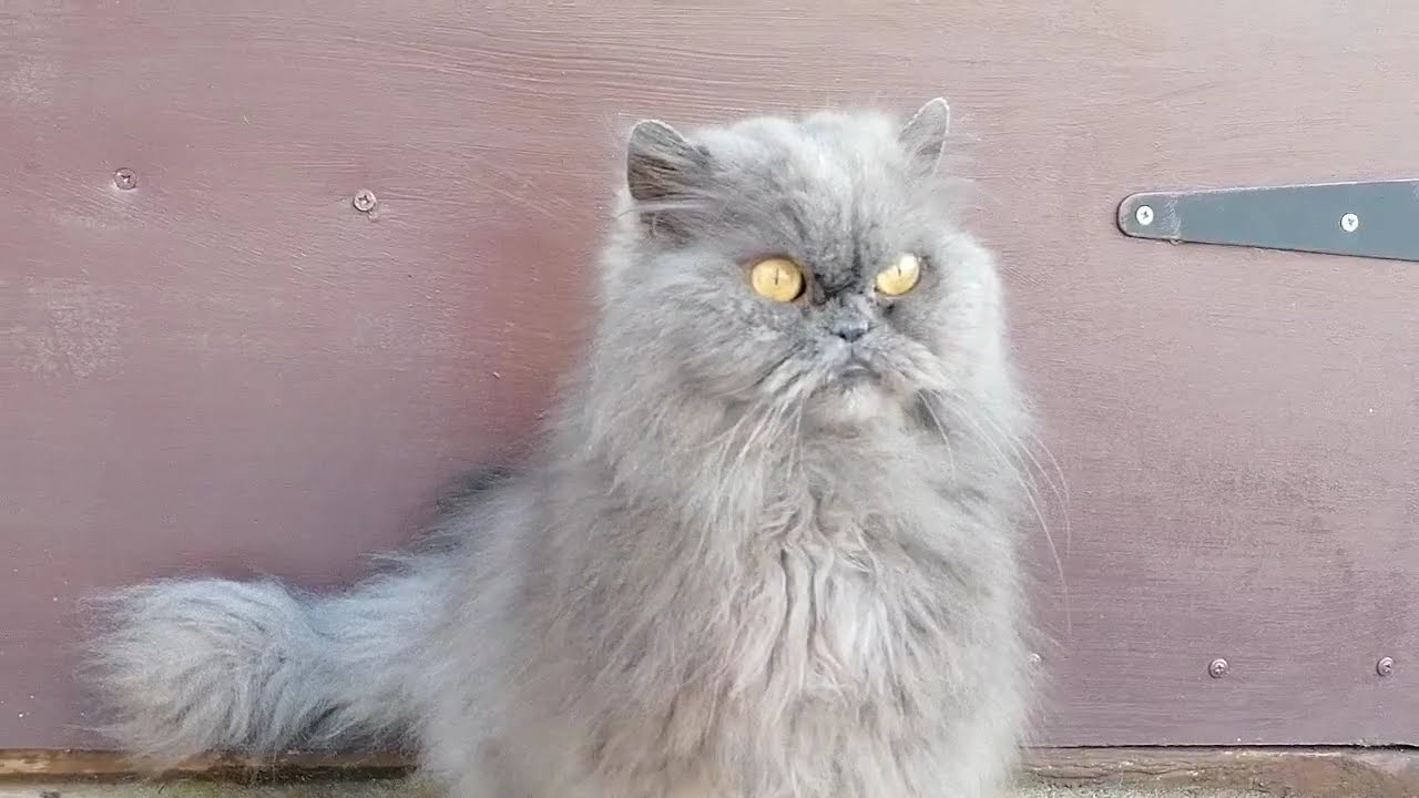 The Cat waited for spring, now he will wait for the snow to melt