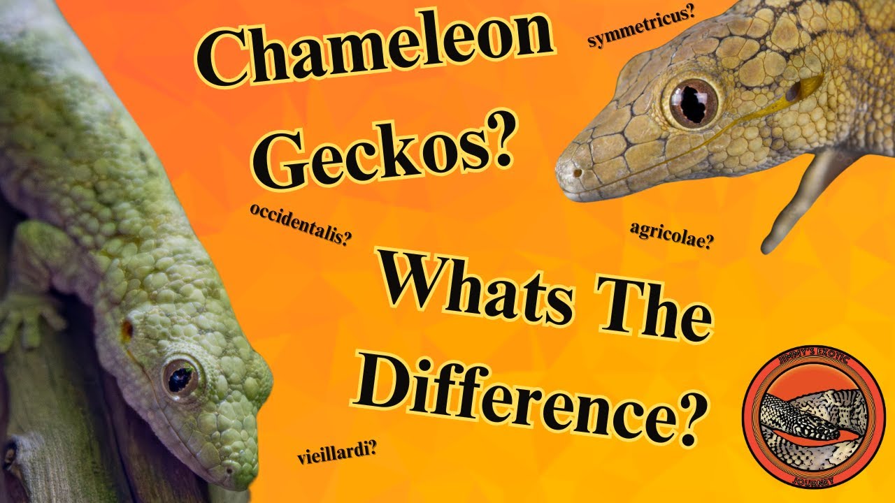 What Is The Difference Between Chameleon Gecko Species (Eurydactylodes): My New Chameleon Gecko!
