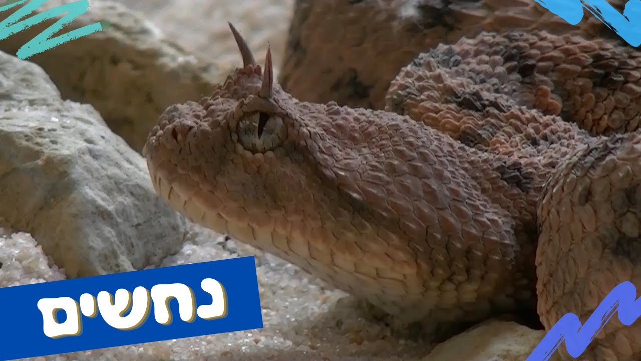 נחש לילדים לומדים על נחשים בעברית 🐍 ידע כללי בעלי חיים וחיות לילדים