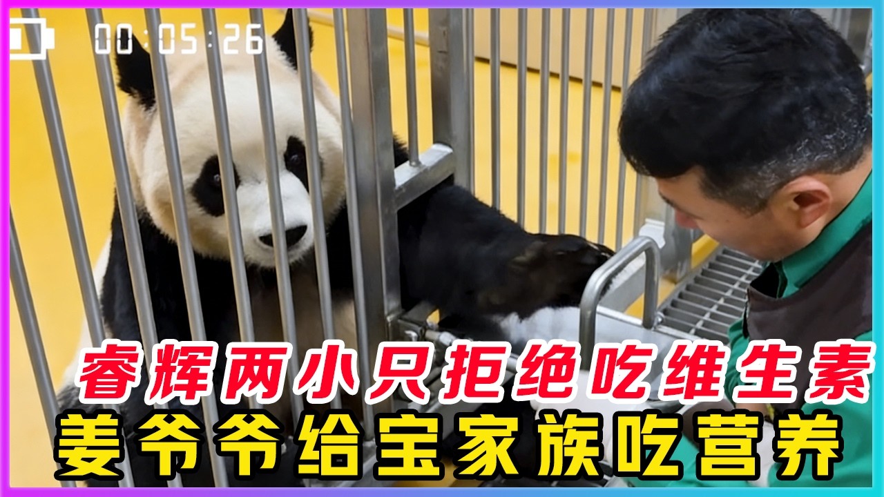 260317001看到皮皮辉呲牙咧嘴的半天都不想吃平时最爱的小果果，才知道原来吃维生素就是宝家族熊宝们的噩梦