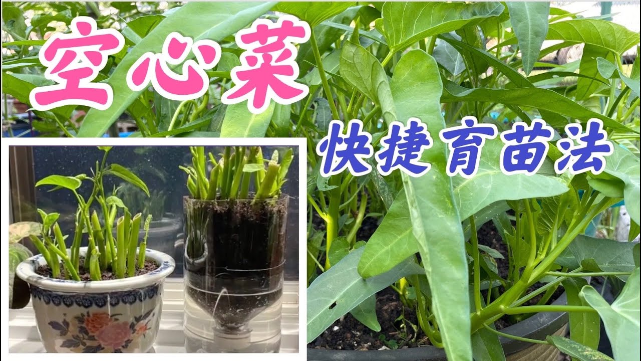 空心菜最快捷的育苗种植方法，空心菜扦插育苗。最适合新手和懒人种植的蔬菜