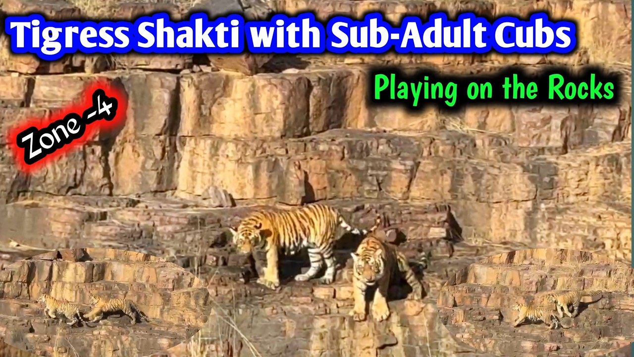 Tigress Shakti T 111 with her Adult Cubs on the Rock at Ranthambore Zone 4 I Tiger cubs Ranthambore