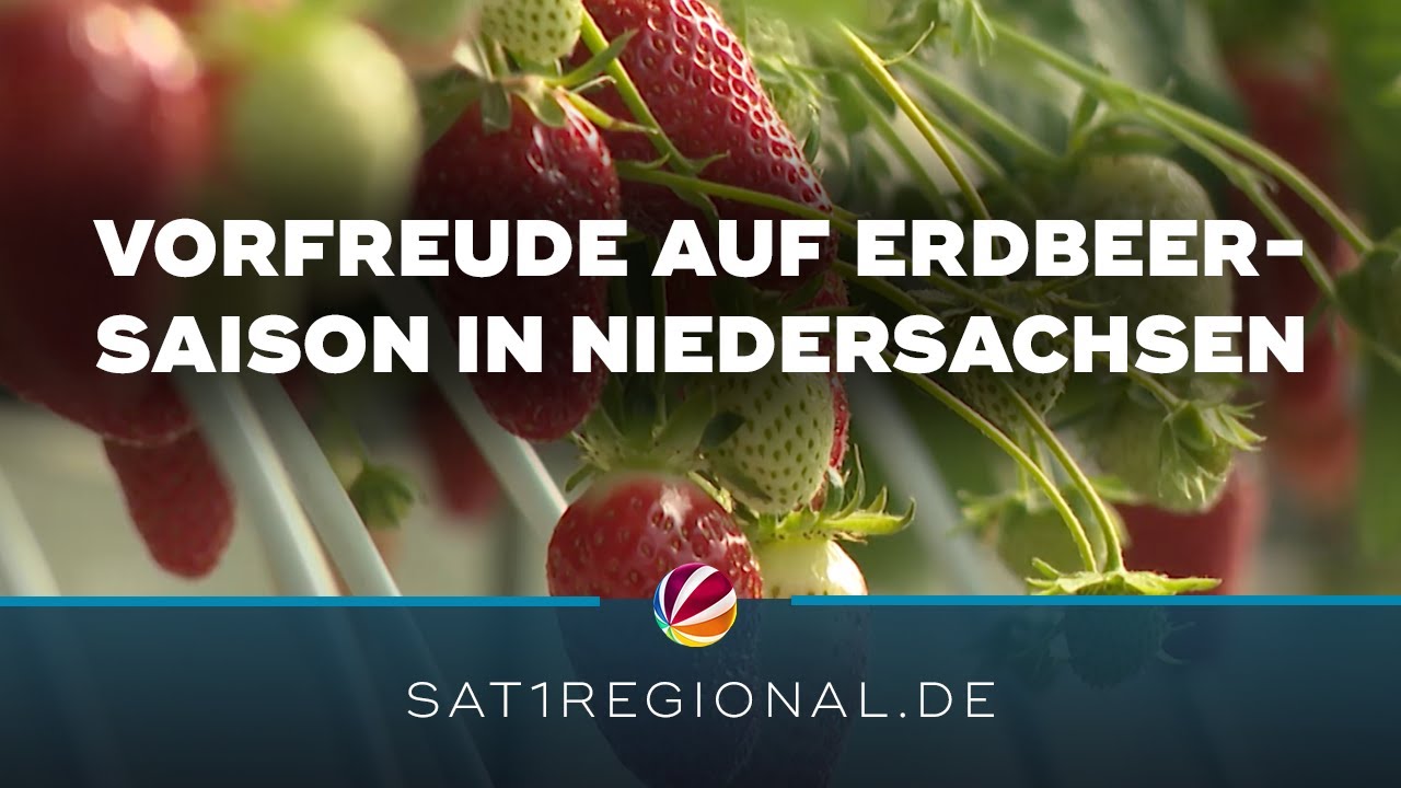 Erdbeeren pflücken? Bald geht es los in Niedersachsen