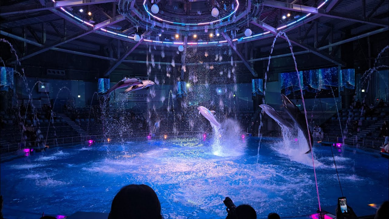 Must-See Dolphin Show in Tokyo | Maxell Aqua Park Shinagawa #tokyo 