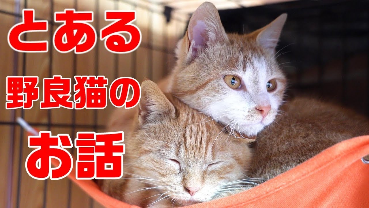 赤ちゃんを身ごもった野良猫親子の保護記録①　保護から無事に子猫が産まれるまで