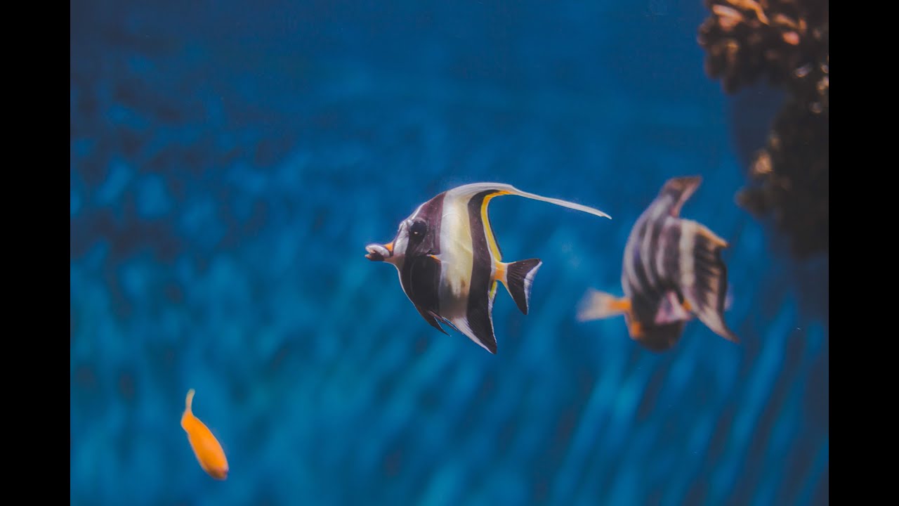 Beautiful Coral Reef Fish, Clown Fish, Silent, Relaxing, Underwater Marine Life, No Music only sound
