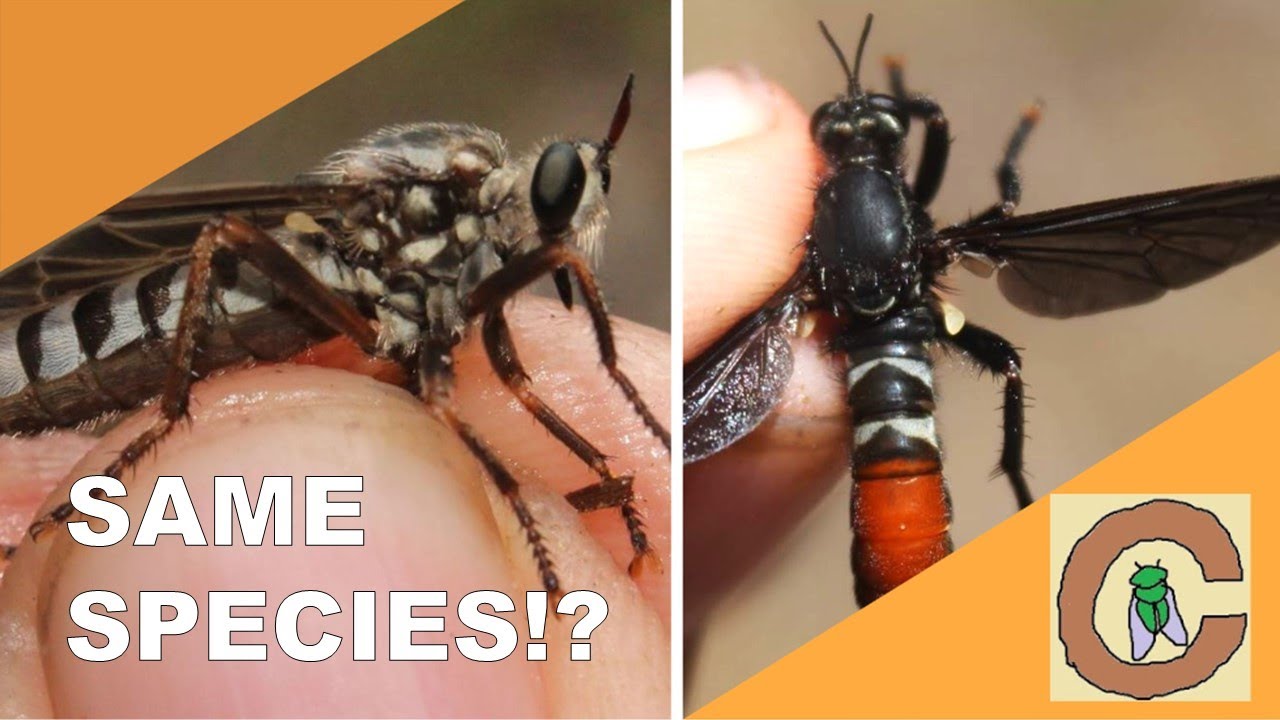 The Most Variable Robber Fly in Florida! - Insect Catching in South Florida!