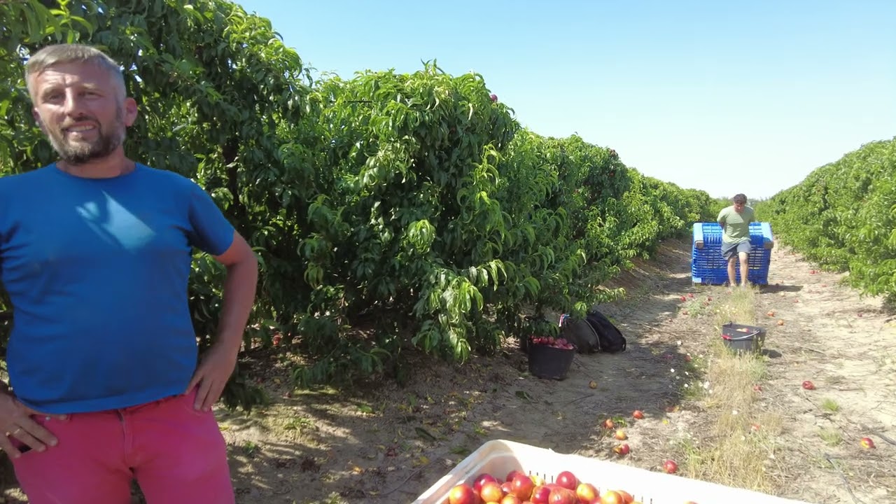 Recolectando Nectarina en los Regadíos de Madrigalejo con Sol Badajoz