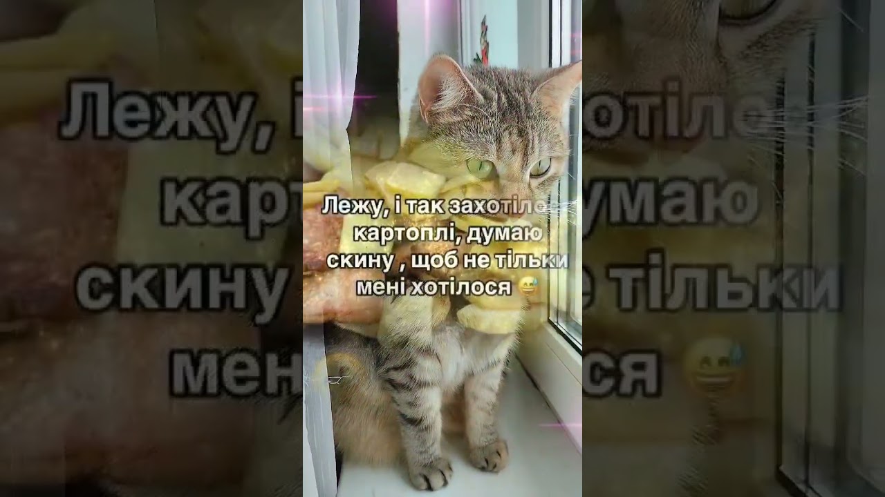 Лежу...#кіт#cat #жартиукраїнською 0.4.0.3.2026