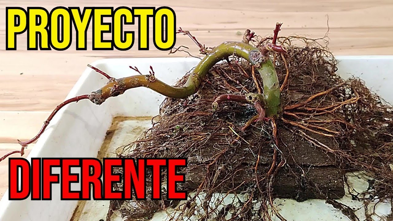 BONSAI - NUEVO PROYECTO CON ARCE PALMATUM DESHOJO