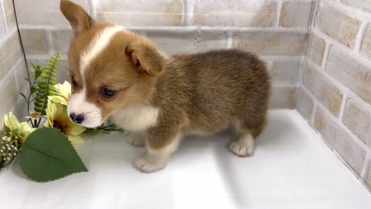 【NEW☆FACE】まるで動く食パン！大人気犬種コーギーちゃんが仲間入り