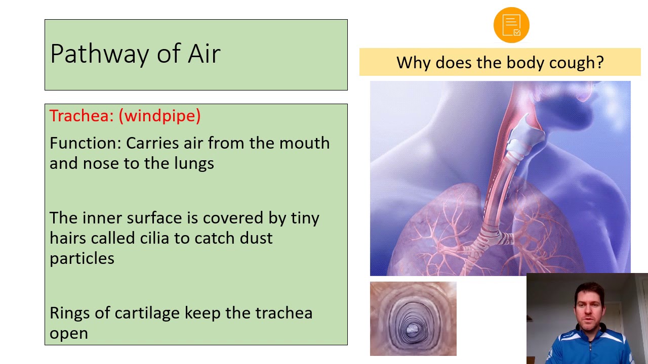 Pathway of Air GCSE PE