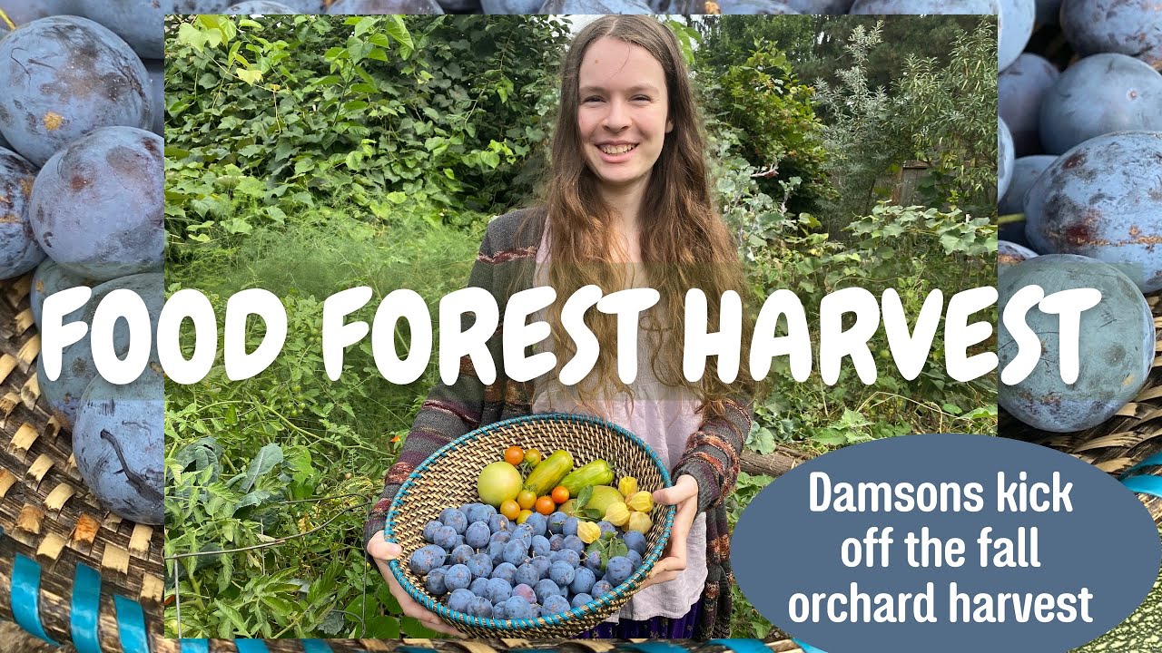 First of the Autumn Fruit Harvest in My Food Forest
