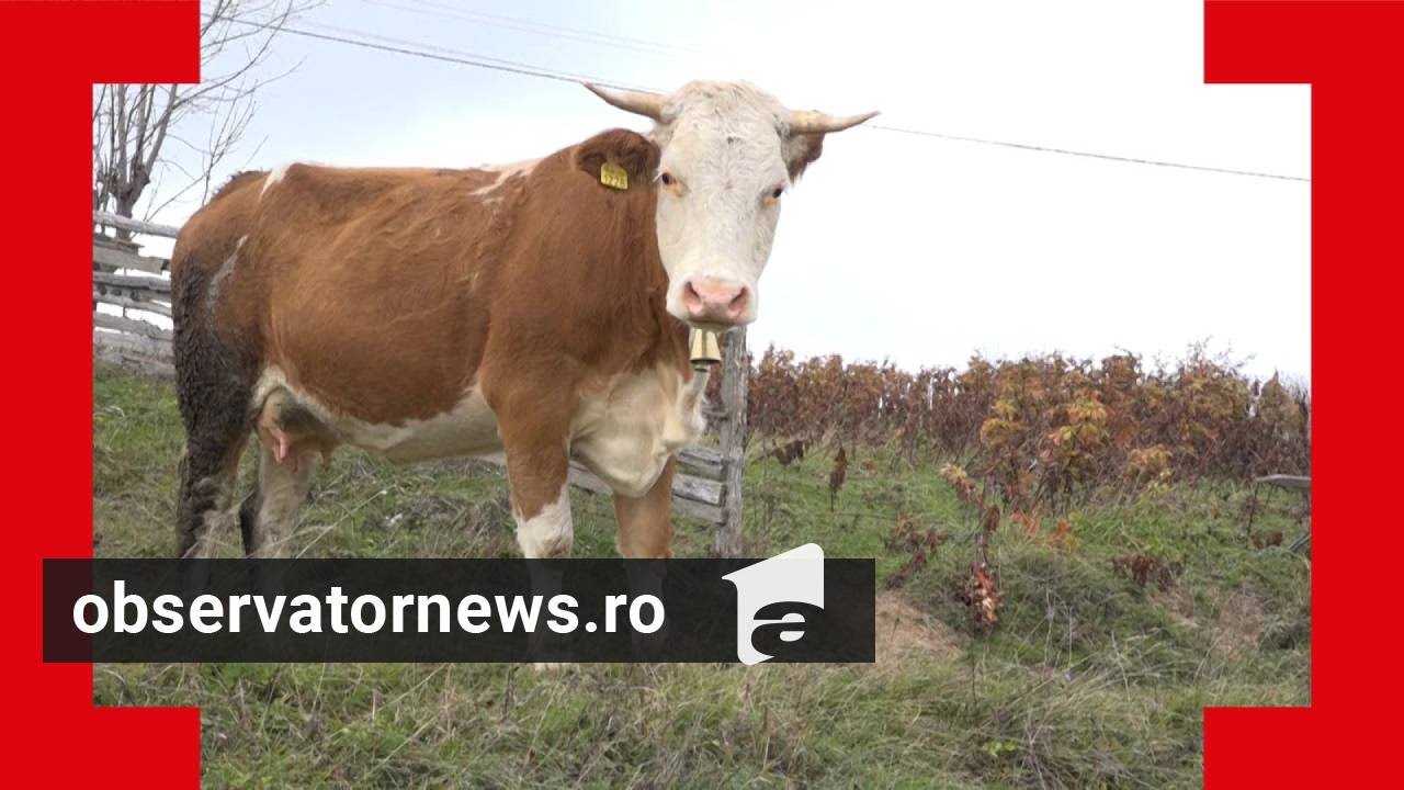 O comună izolată pregăteşte investiţii SF: Drone de supraveghere a vacilor şi staţii electrice