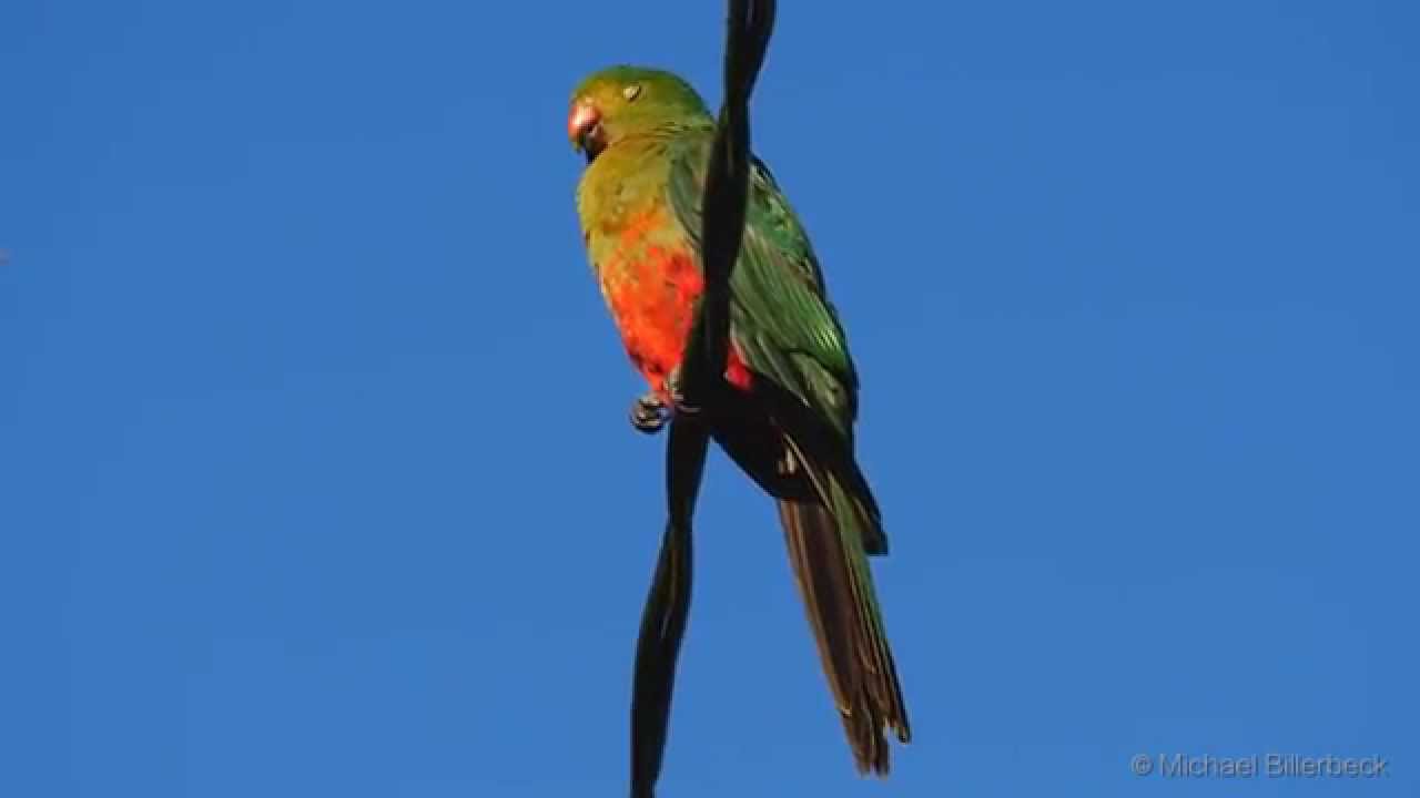 Australian King Parrot (Alisterus scapularis ♀) / Australischer K&ouml;nigssittich