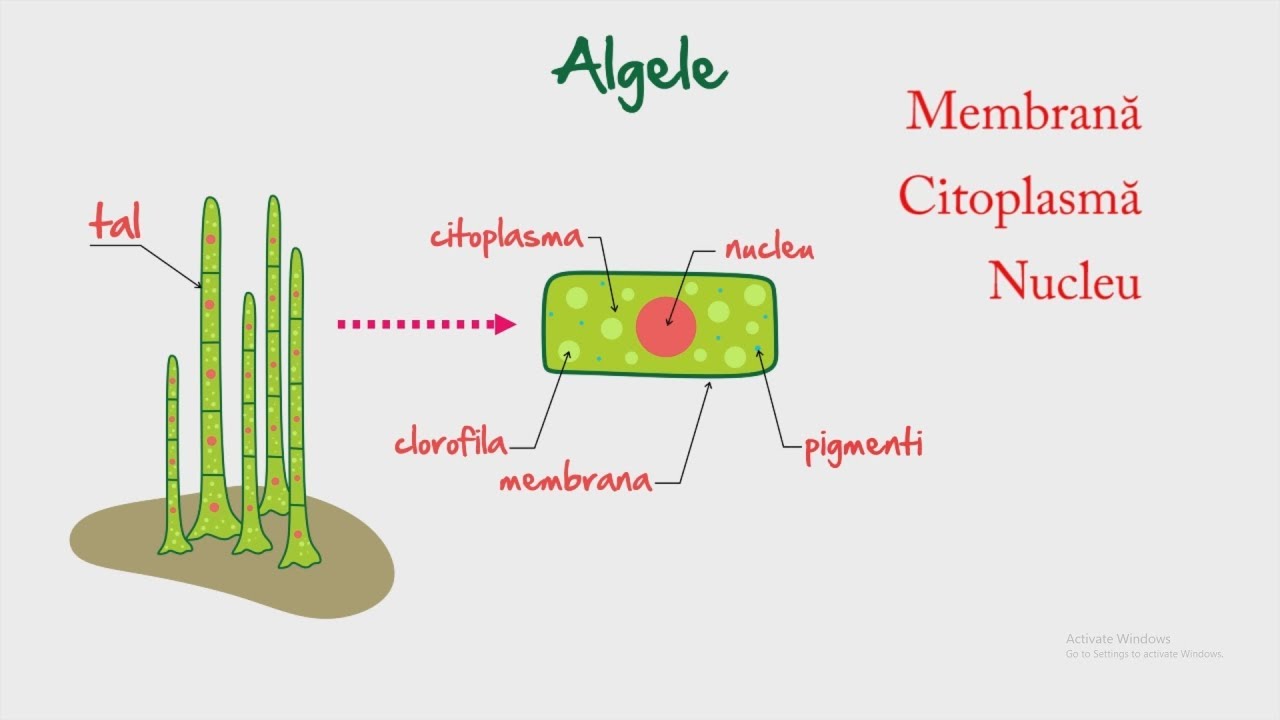 Biologie: Alge | WinSchool