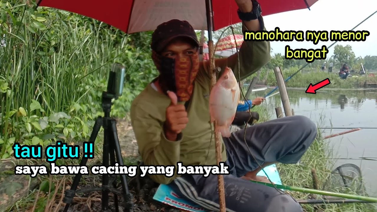 Empang baru di buka kembali || banyak ikan mujair/nila besarnya di sini || mancing marunda terbaru