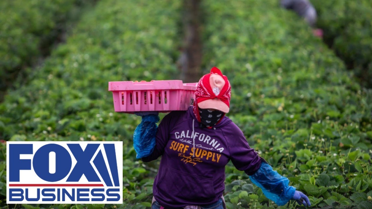 'NEED THIS HELP': Farmers are relying on migrant labor, John Boyd Jr. says