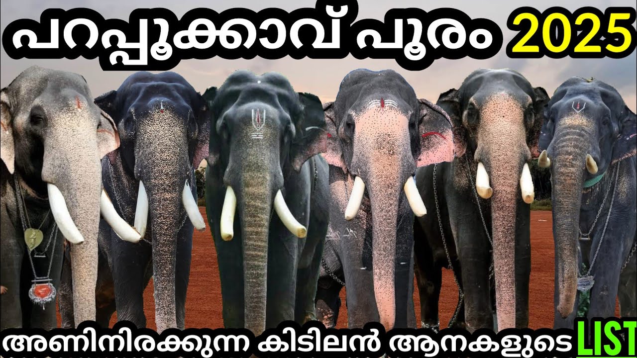 ദേശക്കാരുടെ വമ്പൻ ആനകൾ🤩കേച്ചേരി പറപ്പൂക്കാവ് പൂരം 2025 മാർച്ച് 31|Parappukavu Pooram|RS Creations❤️