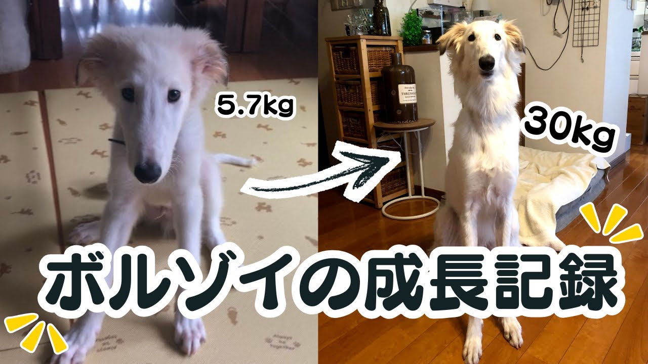 【大型犬】ボルゾイが成犬になるまでの成長記録！