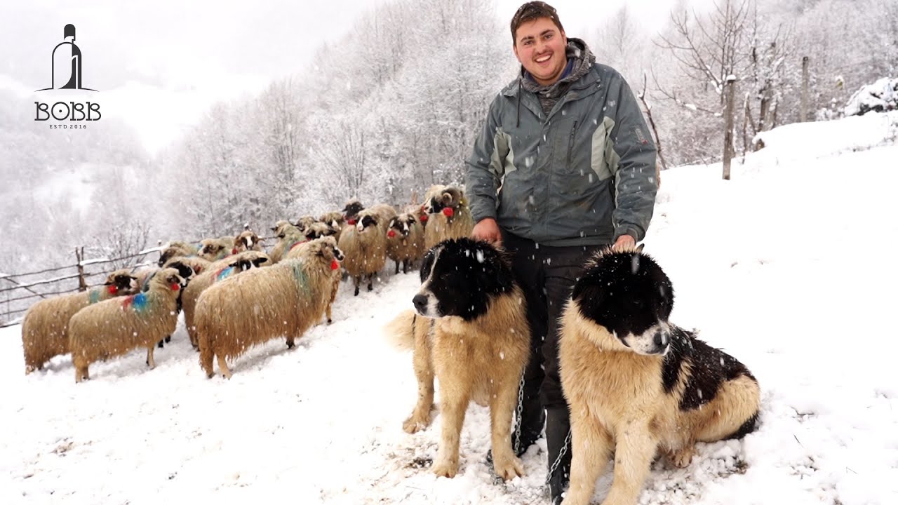 Tânărul Viorel, cioban de la 12 ani | Creste oi BREZE și câini ciobănești de BUCOVINA Ep.1