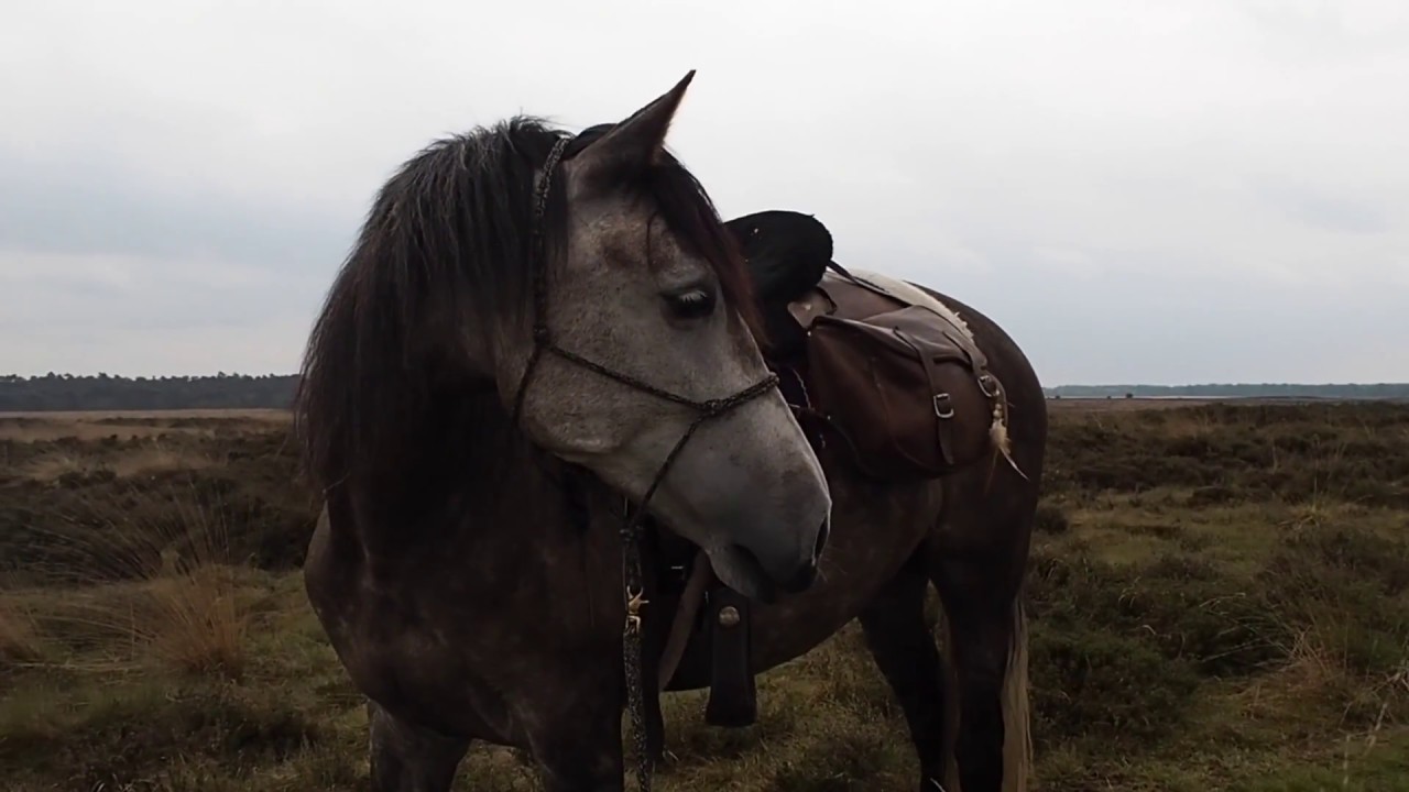 Trektocht Veluwe mei 2017