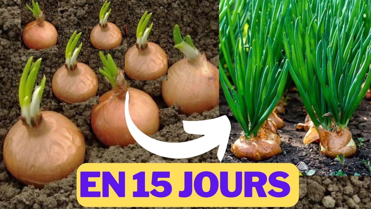 Comment cultiver des oignons sans les graines: technique de pépinière simple et facile