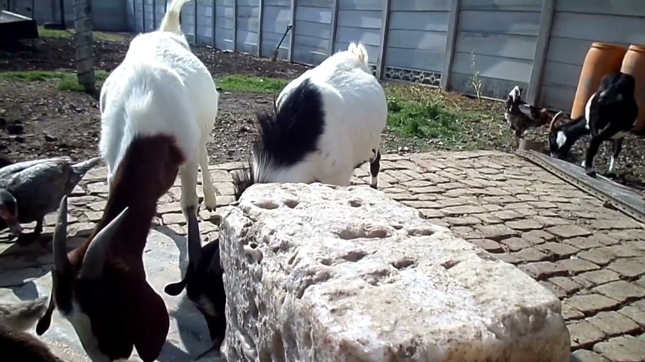 Why salt is important for your goats and sheep