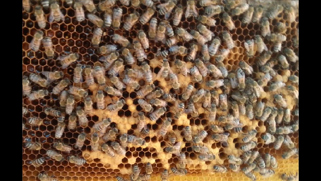 ملكه تبيض بس بيوضها ذكور شوف شنو سوين بيها